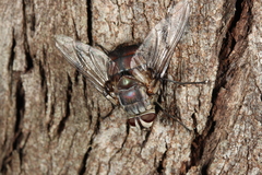 Rutilia