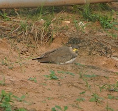 Vanellus malabaricus