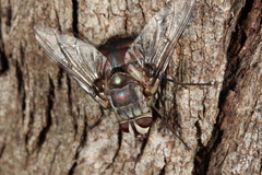 Rutilia