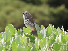 Prinia maculosa