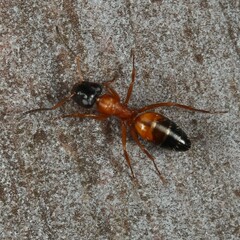 Opisthopsis rufithorax