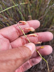 Hesperantha radiata