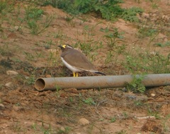 Vanellus malabaricus