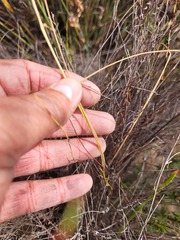 Hesperantha radiata