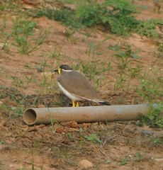 Vanellus malabaricus