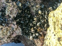 Mytilus californianus