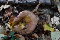 Russula alutacea