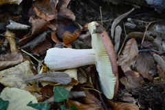 Russula alutacea