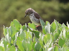 Prinia maculosa