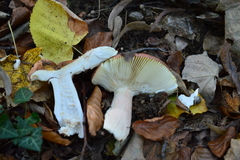 Russula alutacea