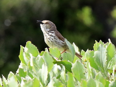 Prinia maculosa