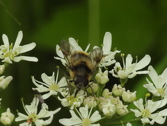 Cheilosia illustrata