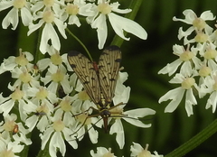 Mecoptera