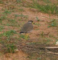 Vanellus malabaricus