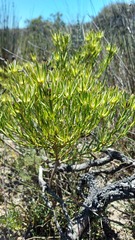 Leucadendron lanigerum lanigerum