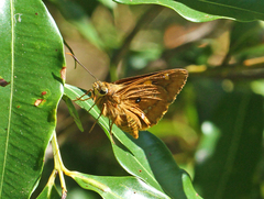 Trapezites symmomus