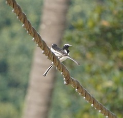 Motacilla maderaspatensis