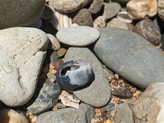 Nerita melanotragus
