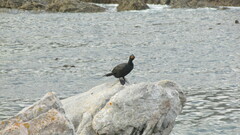 Microcarbo coronatus