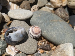 Bembicium nanum