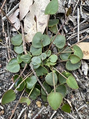Pentapeltis silvatica