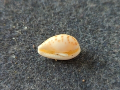 Notocypraea