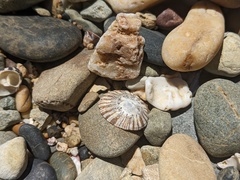 Cellana tramoserica