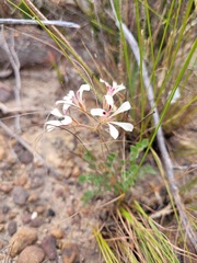 Pelargonium pinnatum