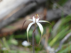 Caladenia venusta