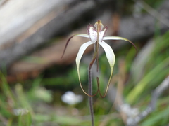 Caladenia venusta