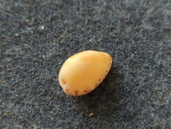 Notocypraea