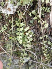 Asplenium flabellifolium