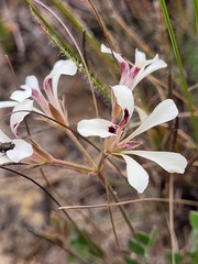 Pelargonium pinnatum