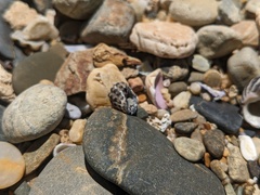 Tenguella marginalba