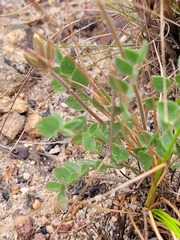 Pelargonium pinnatum