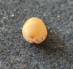 Notocypraea