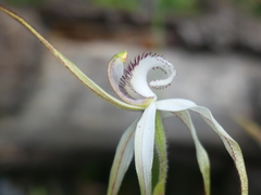 Caladenia venusta