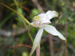 Caladenia venusta