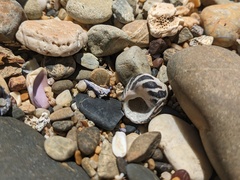 Austrocochlea porcata