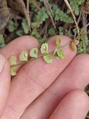 Asplenium flabellifolium