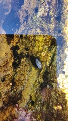 Mytilus californianus