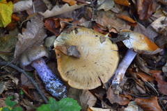 Thaxterogaster subpurpurascens