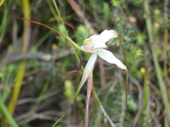 Caladenia venusta