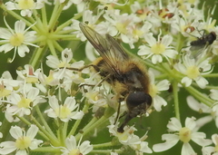 Cheilosia illustrata