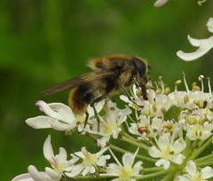 Cheilosia illustrata