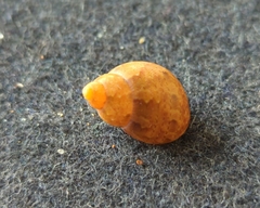 Phasianella ventricosa