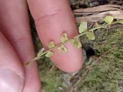 Asplenium flabellifolium