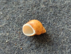 Phasianella ventricosa