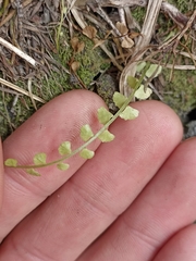 Asplenium flabellifolium