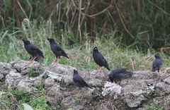 Acridotheres cristatellus
